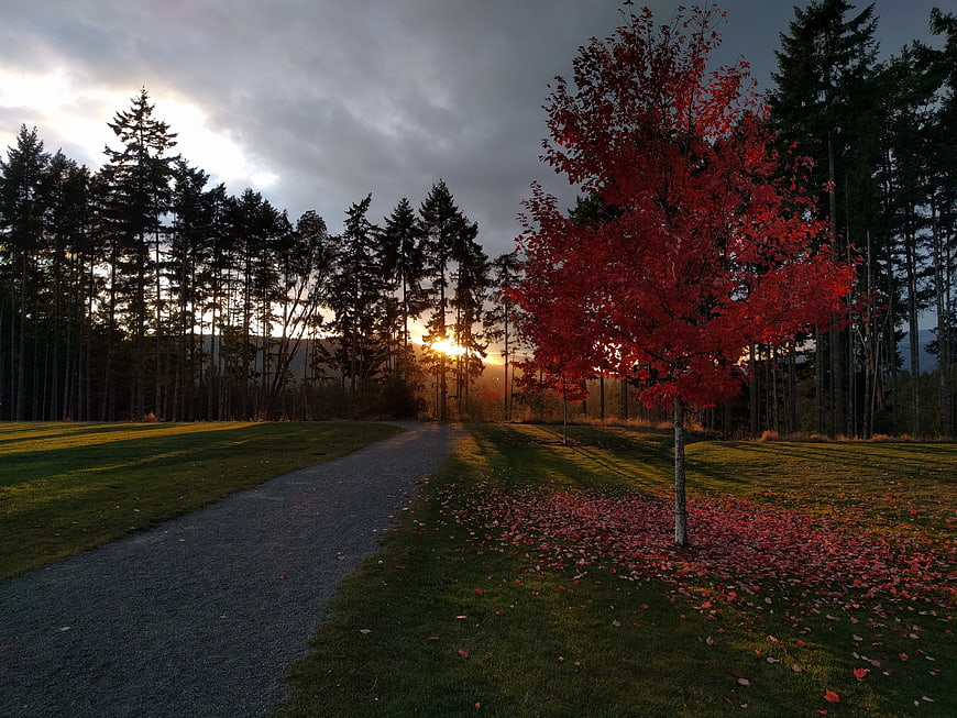 Vibrant red maple tree on gravel path at sunset