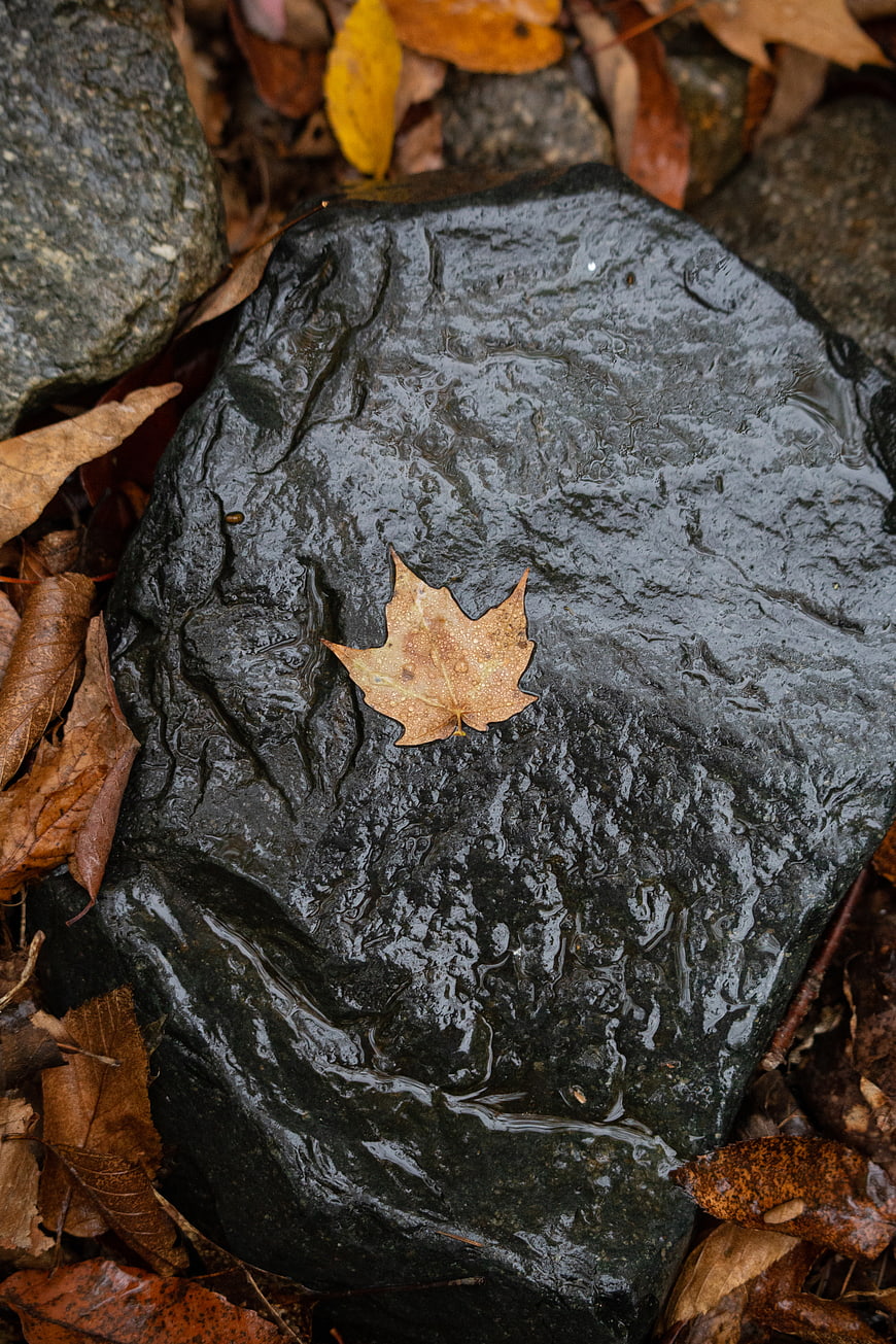 Wet autumn maple leaf resting on a dark stone
