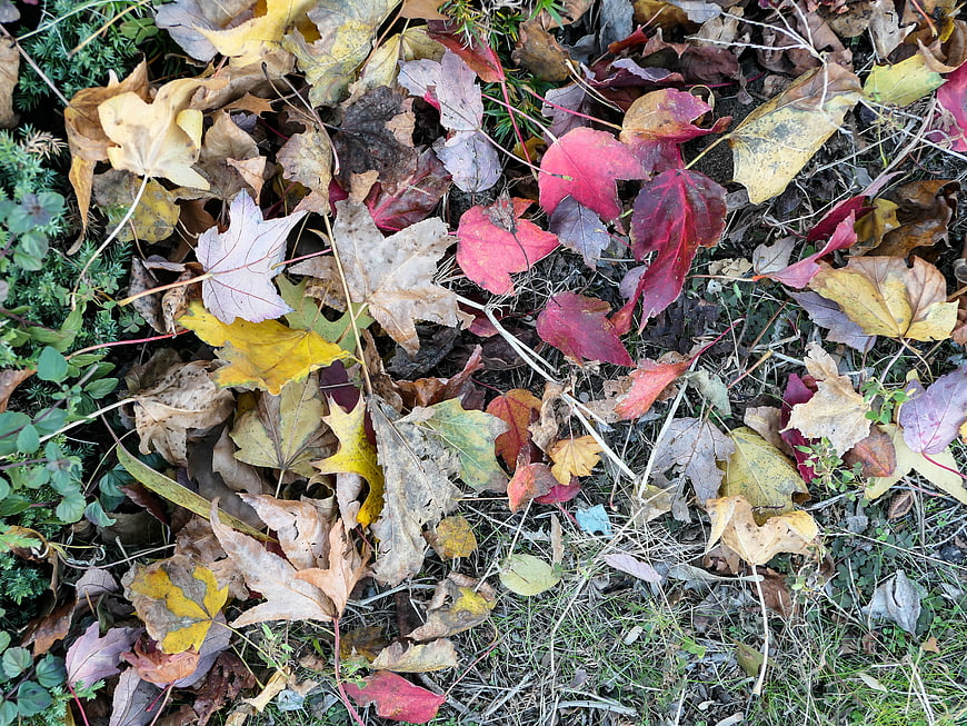 Top View of Colorful Autumn Leaves on Forest Floor