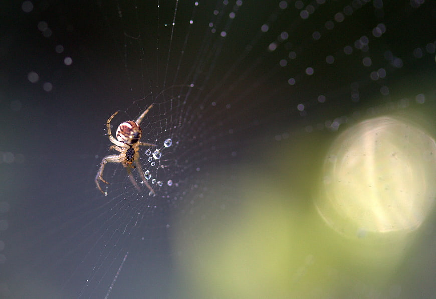 Macro Spider on Web with Dew Drops