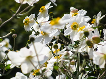 Close-up of White Anemone Flowers with Yellow Centers