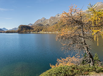 Autumn Lake Sils Landscape with Golden Larches and Mountains
