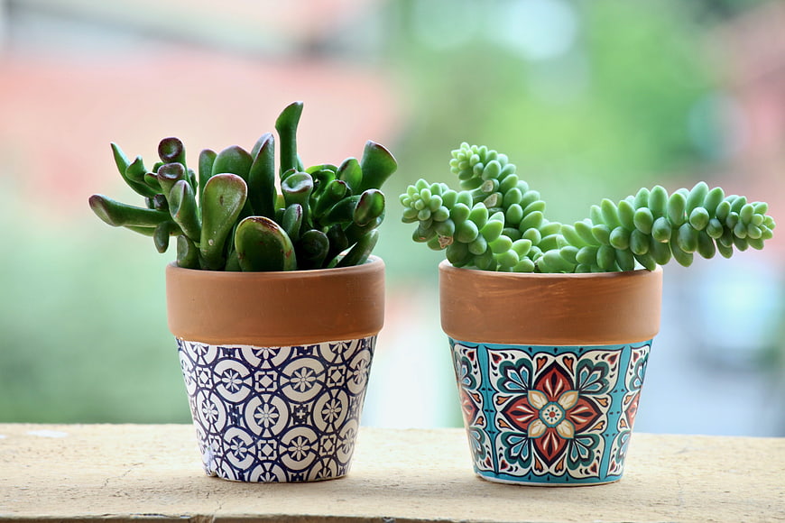 Two Patterned Terracotta Pots With Succulents On Wooden Surface