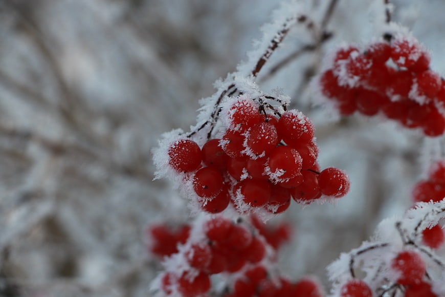 Close-up of red berries covered in frost and ice crystals