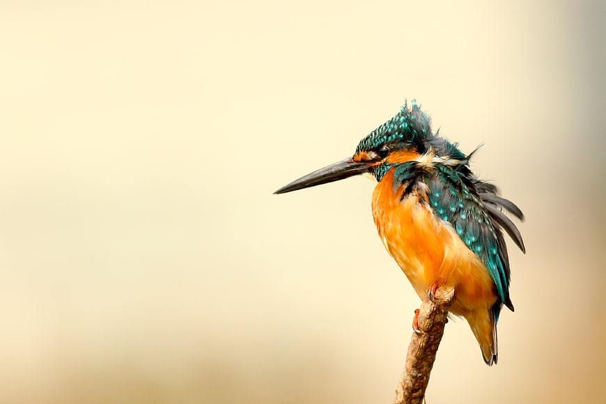 Common Kingfisher Perched on Branch with Cream Background