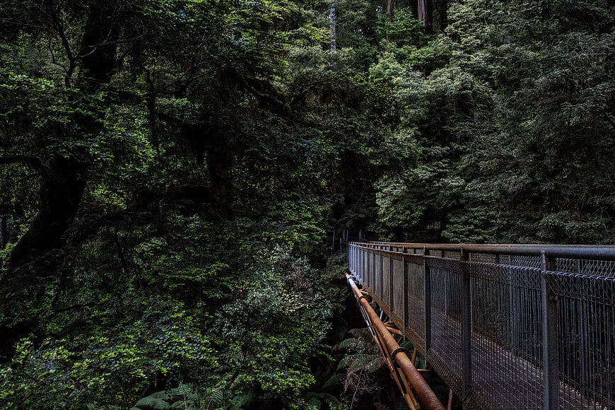 Metal footbridge winding through dense green forest canopy