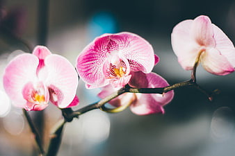 Close-up of Pink and White Orchid Flowers