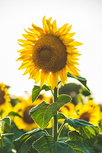 Vibrant Sunflower Close-Up in Field with Bokeh Background