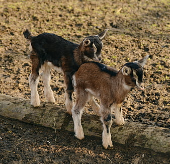 Two baby goats standing on a log in a field