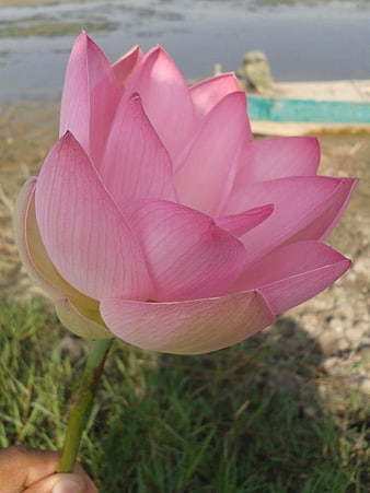 Hand holding pink lotus flower near water