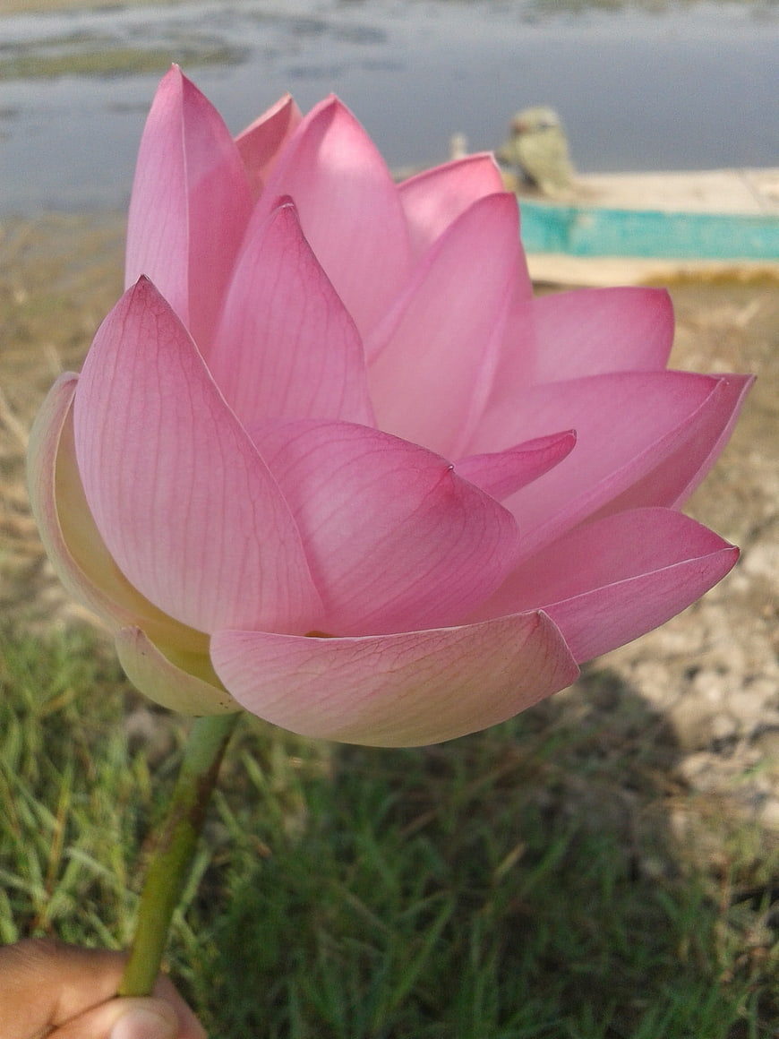 Hand holding pink lotus flower near water