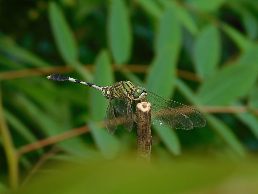 Green dragonfly perched on a twig in nature