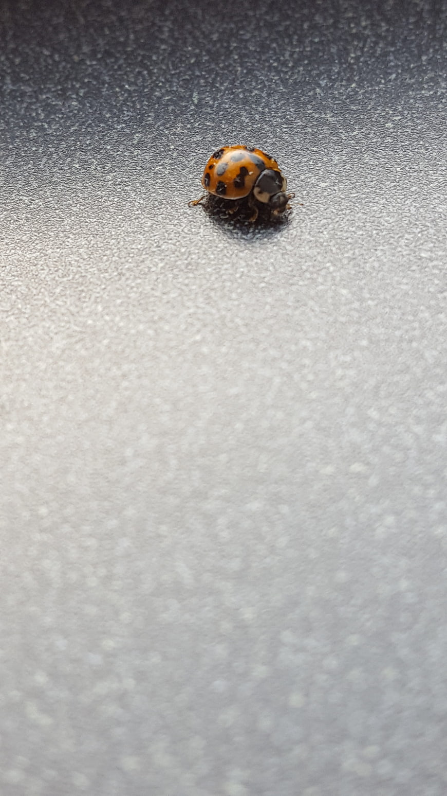 Close-up of a ladybug on a textured gray surface