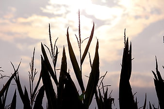 Silhouette of corn stalks against a cloudy sunset sky