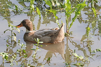 Runner duck swimming in marshy water with green plants