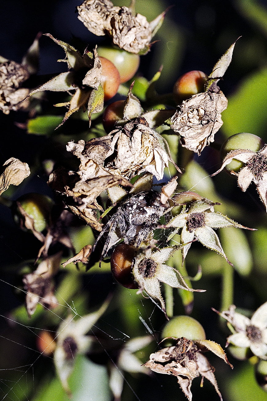 Close-up of a spider on dried rose hips in nature