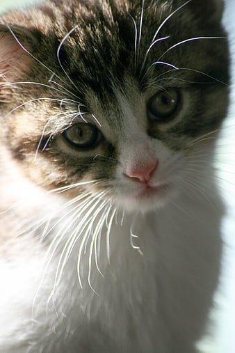 Close-up Portrait of a Cute Tabby and White Kitten