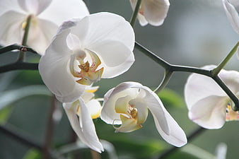 Close-up of elegant white orchid flowers with yellow centers