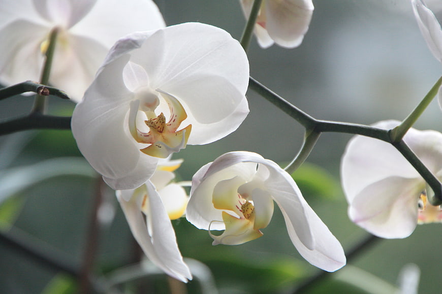 Close-up of elegant white orchid flowers with yellow centers
