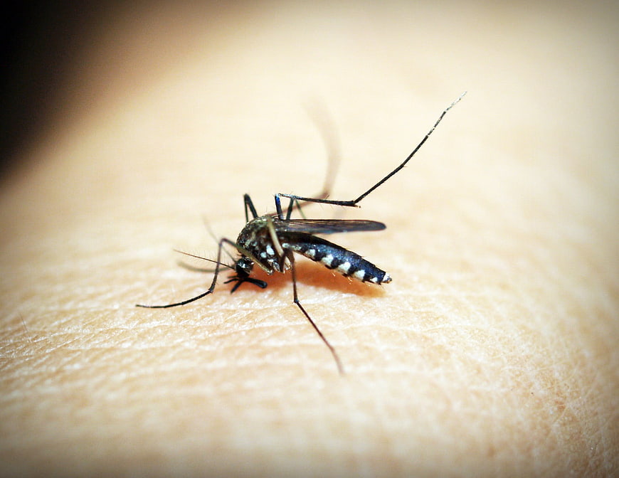 Macro close-up of mosquito biting human skin