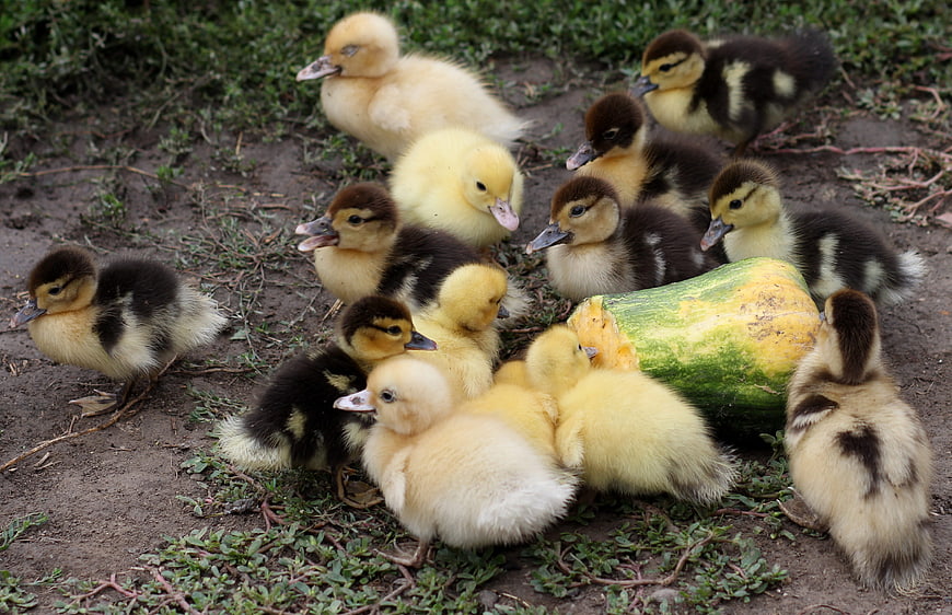 Cute fluffy ducklings eating a piece of melon