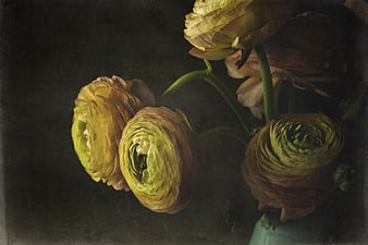 Vintage Style Yellow Ranunculus Flowers in Dark Moody Setting