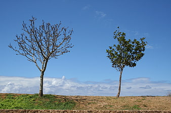 Two Trees on Hillside Against Blue Sky