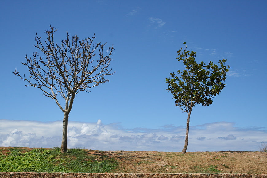 Two Trees on Hillside Against Blue Sky