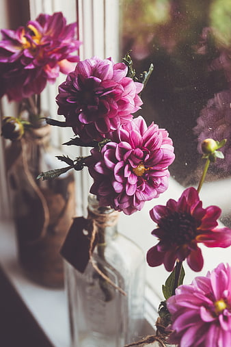 Pink dahlias in glass bottles on a windowsill