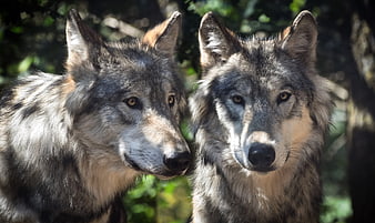 Two gray wolves looking forward in a forest setting