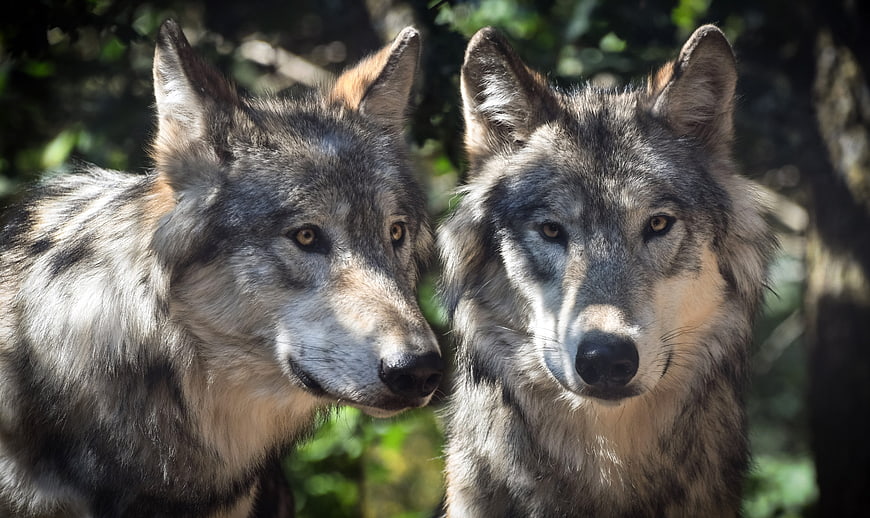 Two gray wolves looking forward in a forest setting