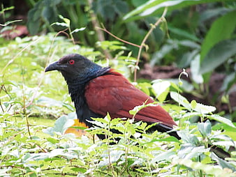 Greater Coucal Bird in Green Foliage