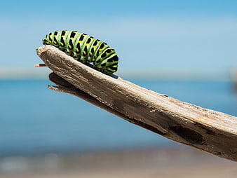 Green Swallowtail Caterpillar on Driftwood by the Sea