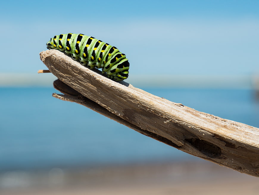 Green Swallowtail Caterpillar on Driftwood by the Sea