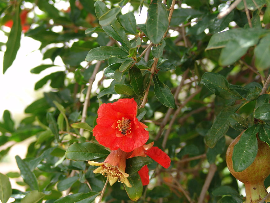 Honeybee Pollinating Vibrant Red Pomegranate Flower