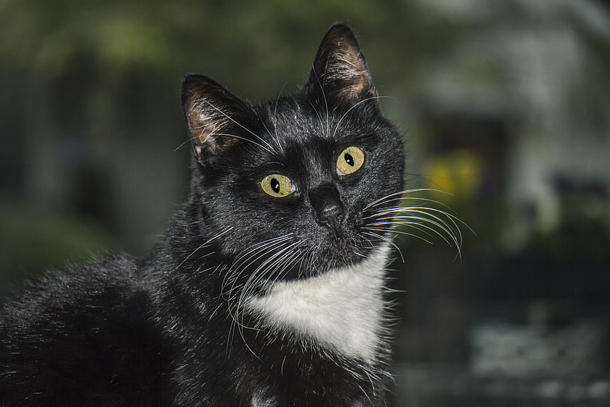 Close-up portrait of a black and white tuxedo cat with yellow eyes