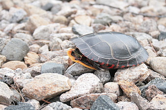 Eastern Painted Turtle on Rocky Shoreline