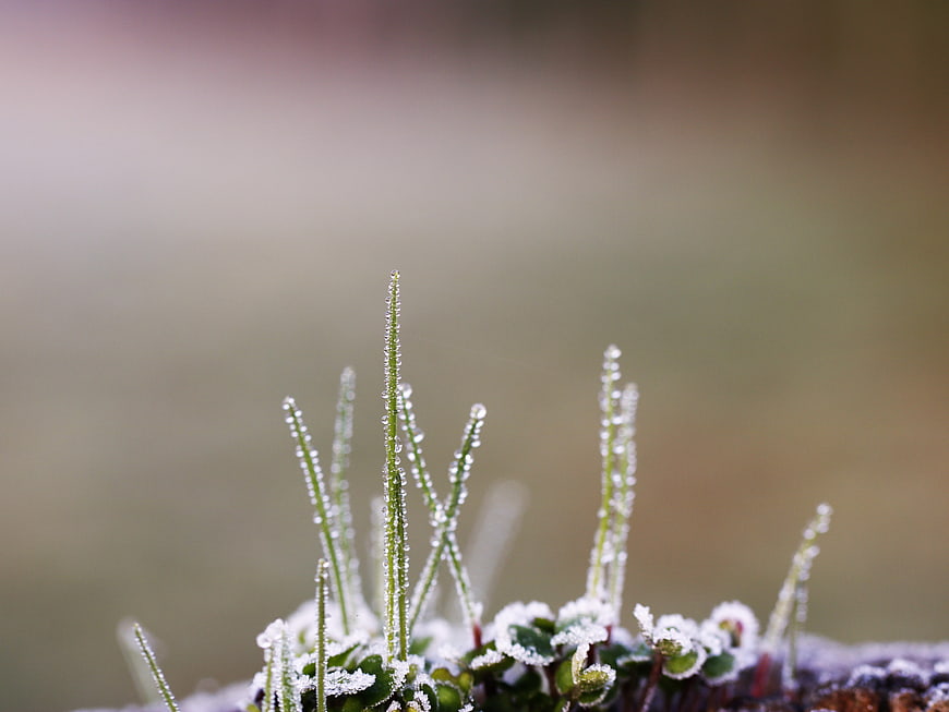Close-up of frost-covered grass blades with soft blurred background