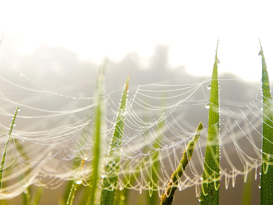 Morning Dew on Spider Web Between Green Grass Blades