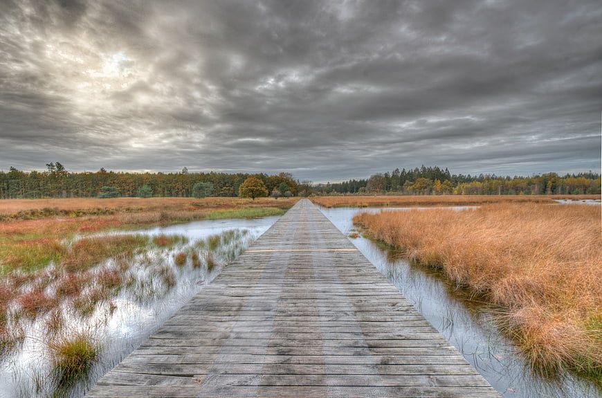 Wooden boardwalk path through autumn wetlands under cloudy sky