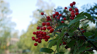 Close-up of red rowan berries on a branch with blurred background