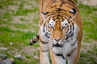 Close-up of a majestic tiger walking on green grass