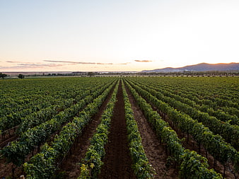 Vineyard Rows at Sunset with Distant Mountains
