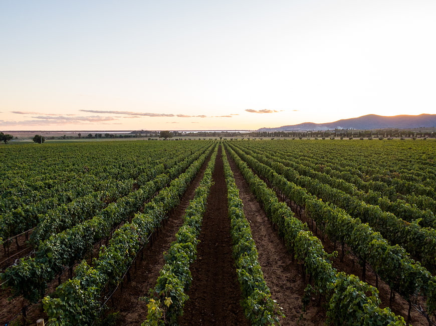 Vineyard Rows at Sunset with Distant Mountains