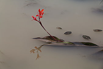 Red Canna Lily Floating in Murky Pond Water