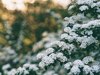 Close-up of white spirea flowers with blurred garden background