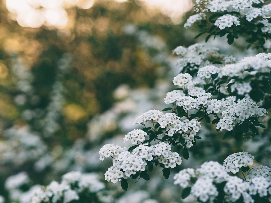 Close-up of white spirea flowers with blurred garden background