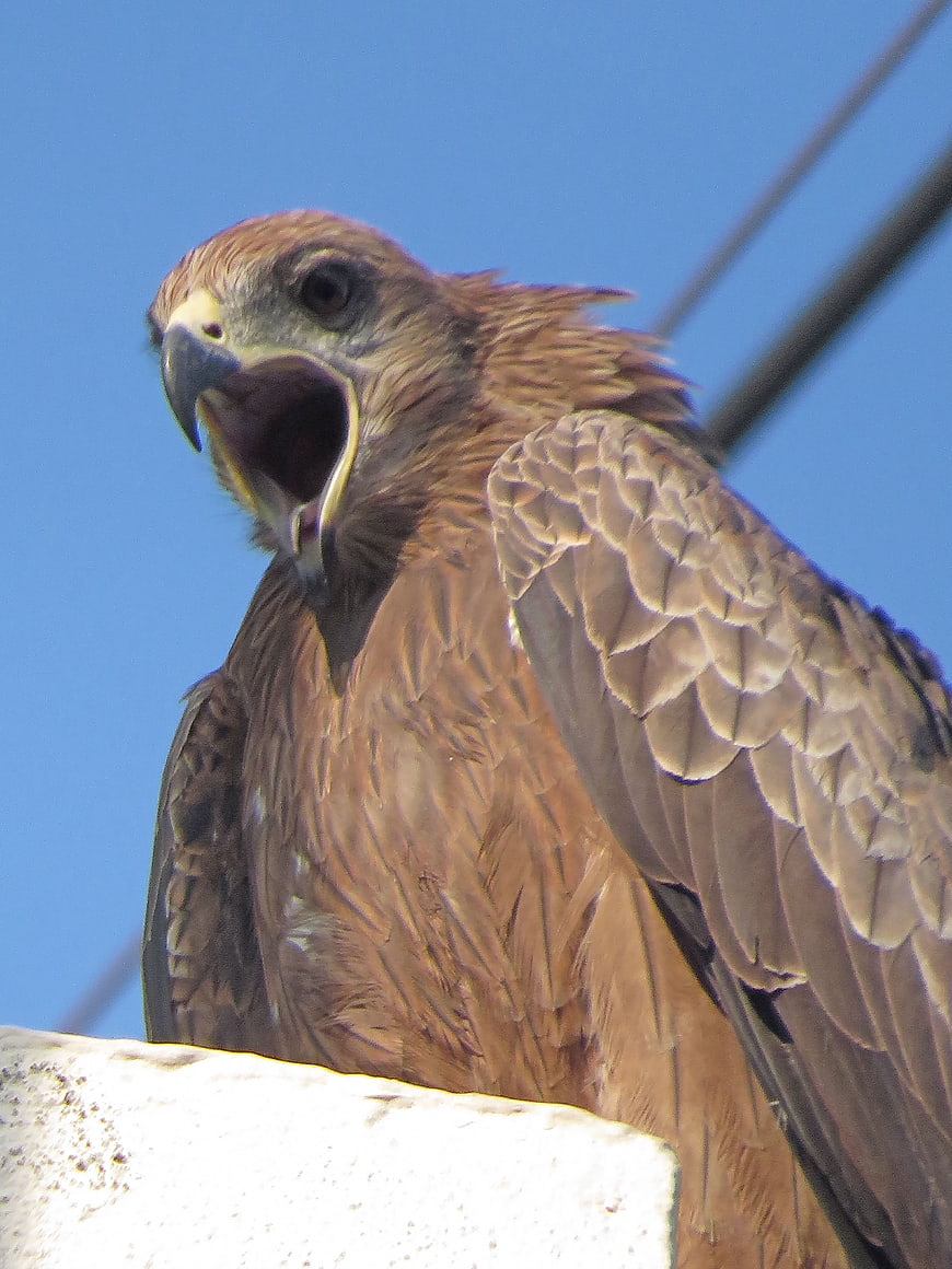 Close-up of a Black Kite with Open Beak Against Blue Sky