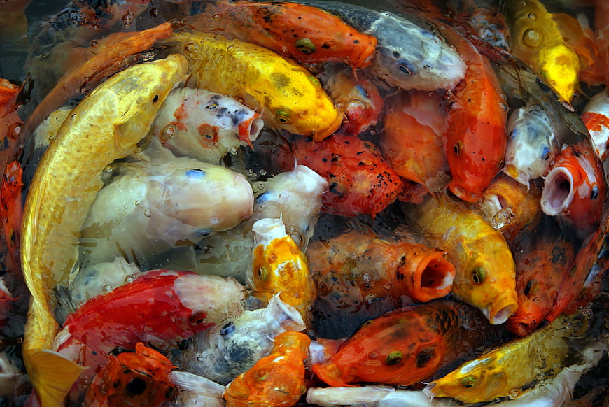 Colorful Koi Fish Feeding in Pond Water