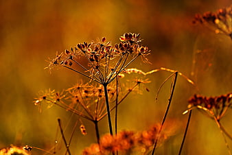 Backlit Wildflower Seed Heads In Golden Autumn Field